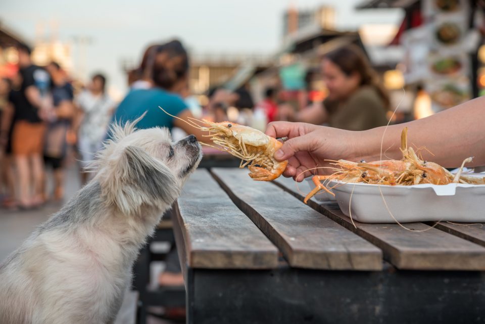 Dog At Dinner